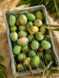 Alphonso Mango 2 Box offer(35-40 pieces)