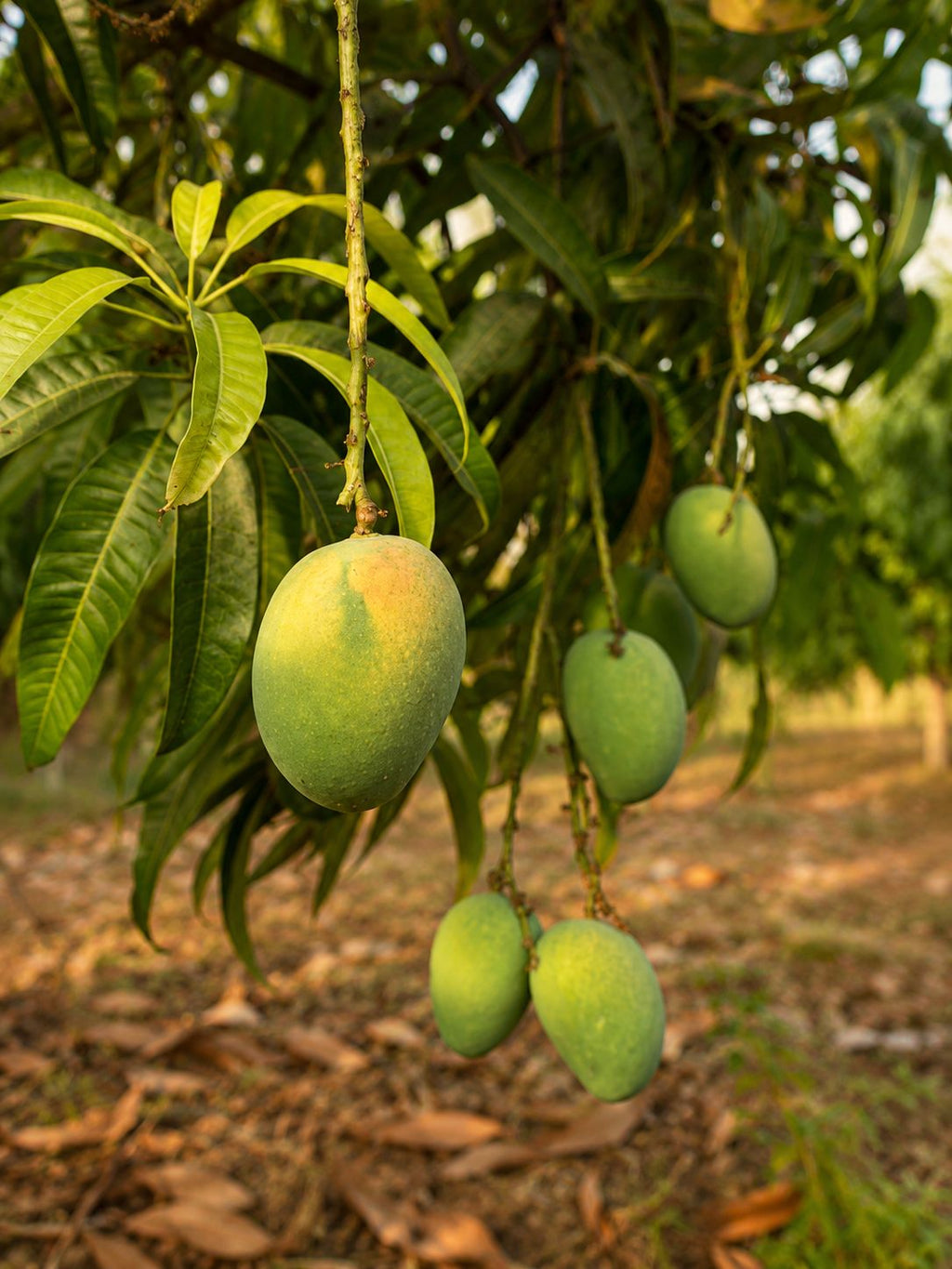 Alphonso Mango 2 Box offer(35-40 pieces)