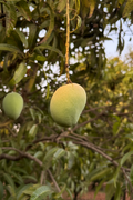 Imam Pasand Mangoes-5kg BOX